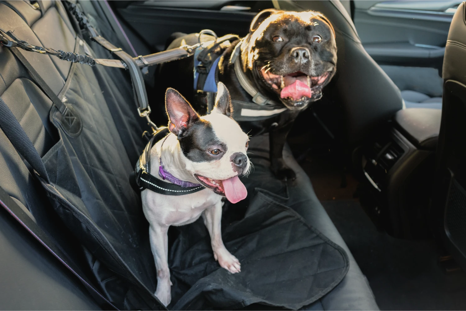 German Shorthaired Pointers  Dog Safety Belt for Hyundai Santa Fe