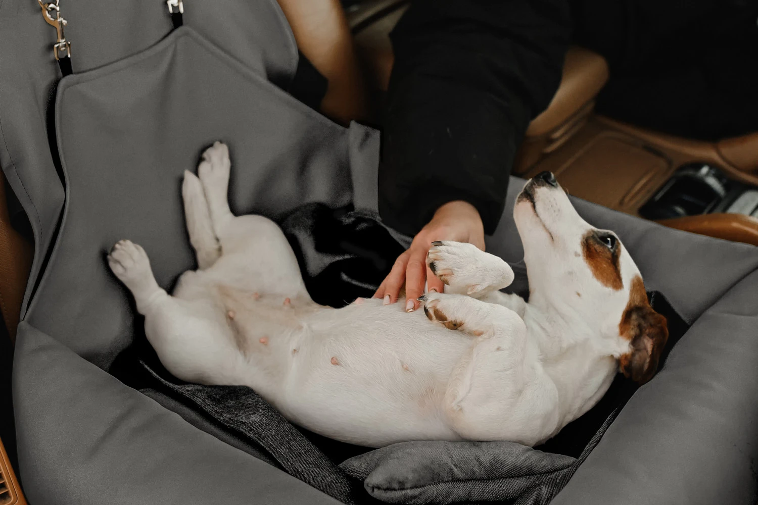 Toyota RAV4 Dog Car Seat for Shih Tzu