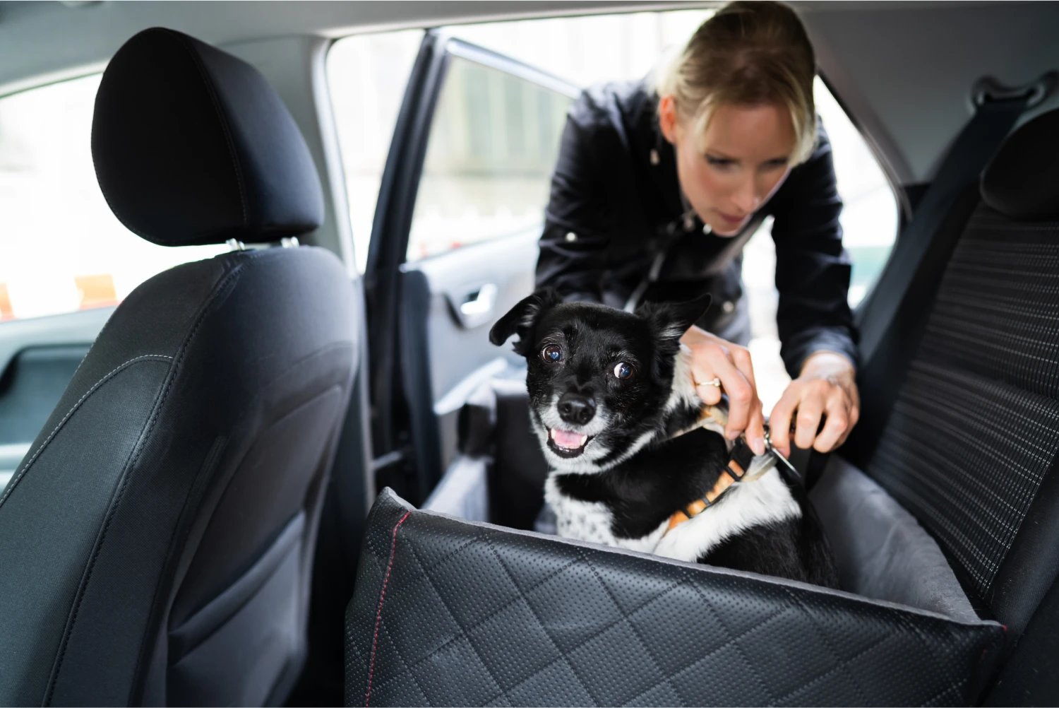 Subaru Crosstrek Dog Car Seat Belt for Bernese Mountain Dogs