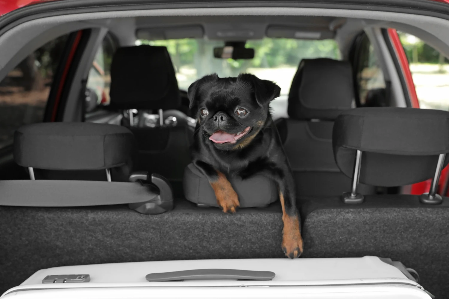 Nissan Sentra Dog Carrier Car Seat for Brussels Griffon