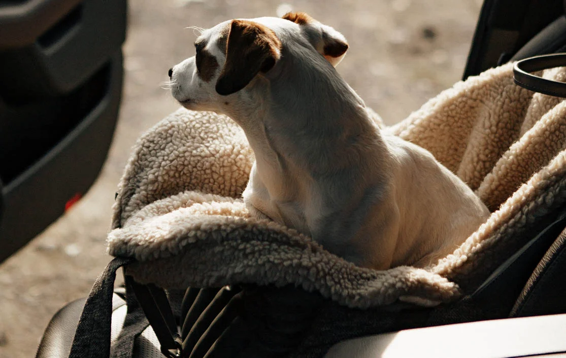 Dog Carrier Purse for Bedlington Terrier