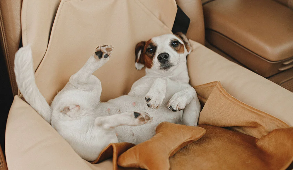 Lakeland Terriers Dog Car Seat for Toyota 4Runner