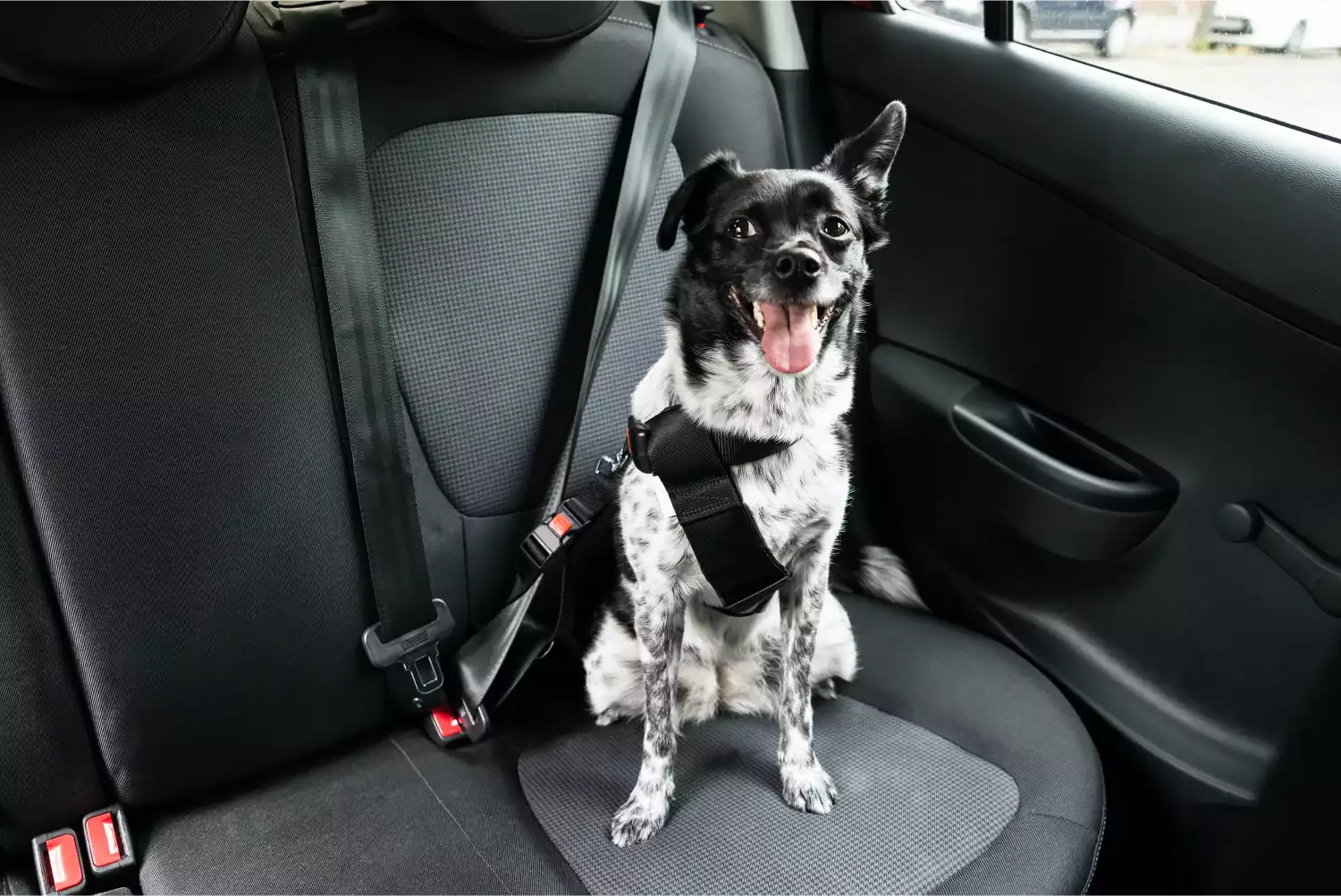 Hyundai Tucson Dog Safety Belt for Great Pyrenees