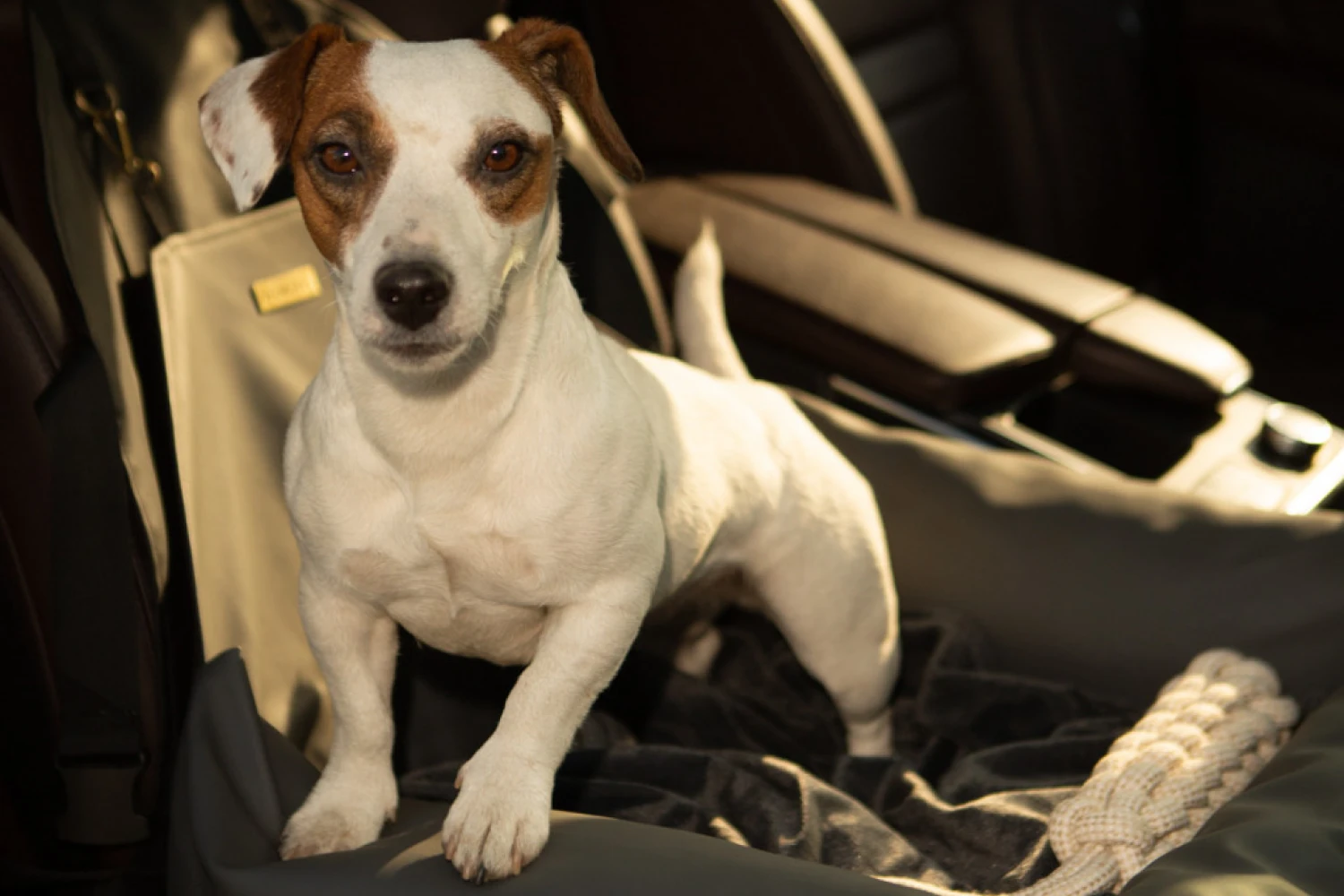 Tesla Model Y Dog Car Seat for Maltese