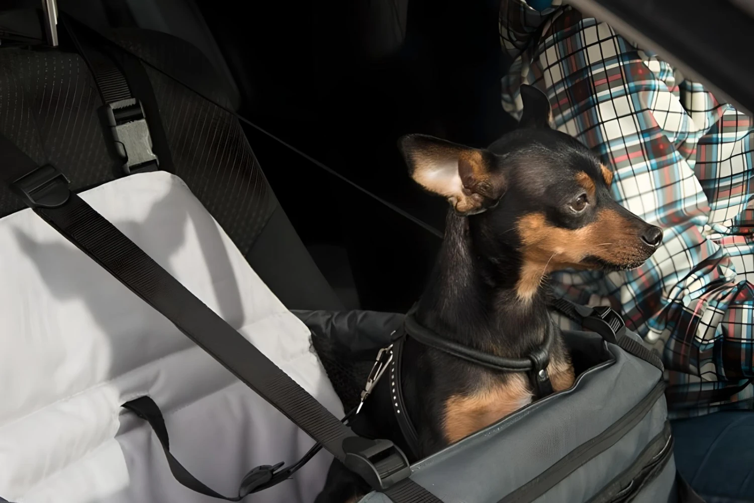 BMW X5 Dog Carrier Car Seat for Toy Manchester Terrier