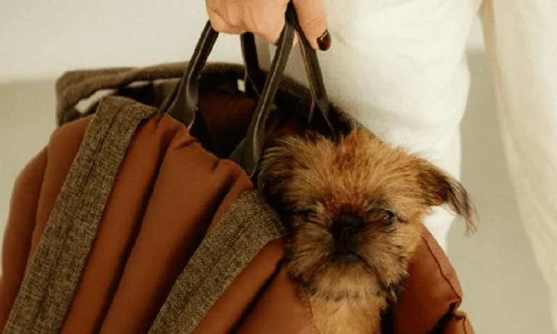 Dog Carrier Purse for American Hairless Terrier