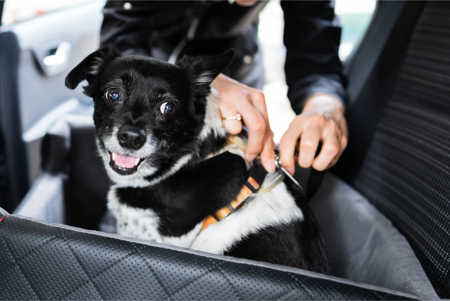 Audi Q5 Dog Safety Belt for Bichons Frises