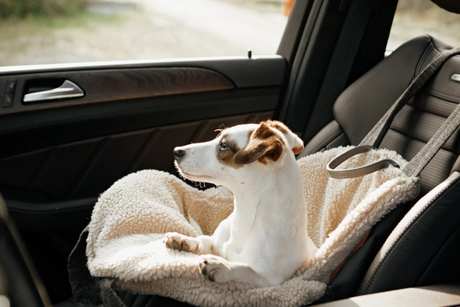 Manchester Terrier Dog Carrier Car Seat for Volkswagen Jetta